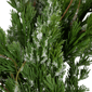 Northlight Real Touch™ 24in. Iced Cedar Christmas Wreath - image 4