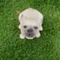 Hi-Line Gift Howling French Bulldog Puppy Garden Statue - image 7
