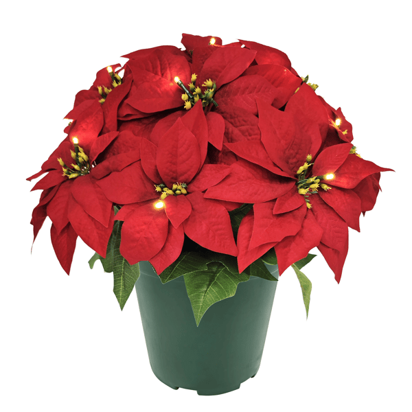 Puleo International 22in. Pre-Lit Potted Red Poinsettias - image 