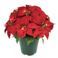 Puleo International 22in. Pre-Lit Potted Red Poinsettias - image 1