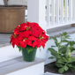 Puleo International 19in. Pre-Lit Potted Red Poinsettias - image 6