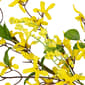 Northlight Seasonal Artificial Forsythia & Berry Spring Garland - image 4