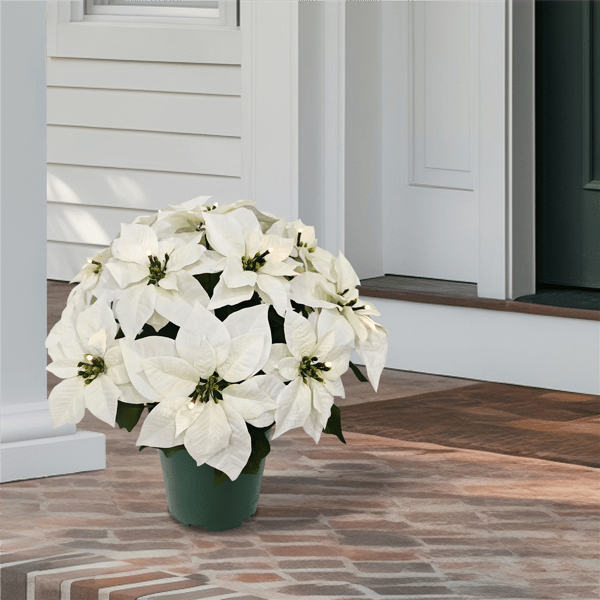 Puleo International 22in. Pre-Lit Potted White Poinsettias