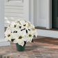 Puleo International 22in. Pre-Lit Potted White Poinsettias - image 2