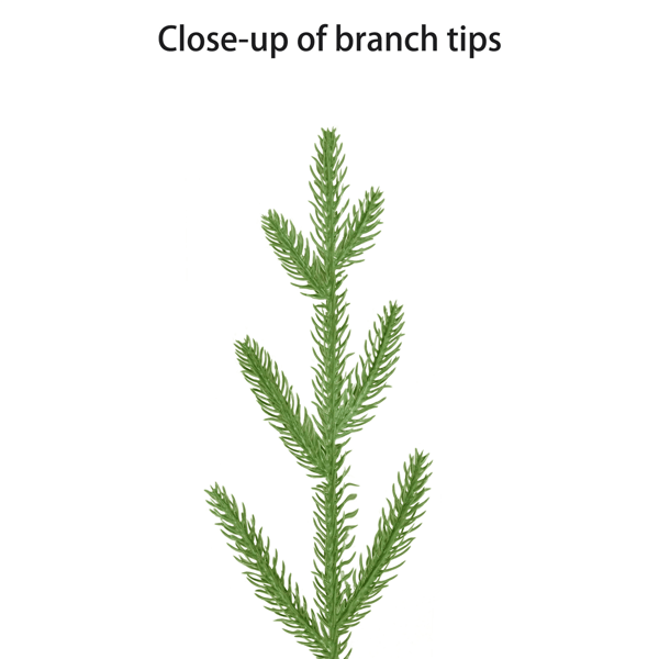 Puleo International Pre-Lit Potted Arctic Fir Christmas Tree