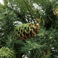 Northlight 32in. Clear LED Mossy Cashmere Pine Christmas Wreath - image 6
