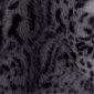 Petite Skye’s the Limit Icy Blue Sparkle Leopard Jacket - image 6