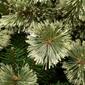 National Tree 7.5ft Arcadia Pine Cashmere Slim Christmas Tree - image 3