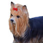 Hi-Line Gift Yorkshire Terrier Statue Garden Statue - image 5