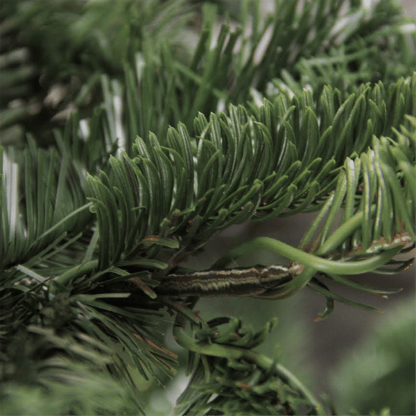 Northlight Real Touch™ 6.5ft. Slim Nordmann Fir Christmas Tree