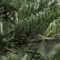 Northlight Real Touch™ 6.5ft. Slim Nordmann Fir Christmas Tree - image 3
