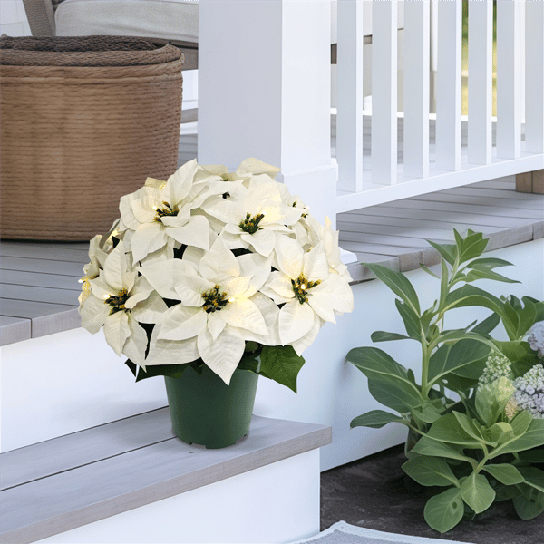 Puleo International 19in. Pre-Lit Potted White Poinsettias