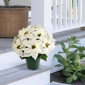 Puleo International 19in. Pre-Lit Potted White Poinsettias - image 3