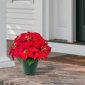 Puleo International 19in. Pre-Lit Potted Red Poinsettias - image 3