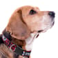 NFL New England Patriots Dog Collar - image 3