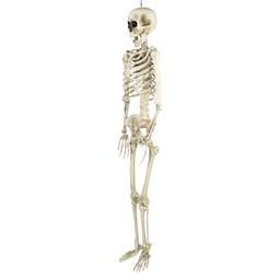 Northlight Seasonal 5ft. Life Size Skeleton Halloween Decoration