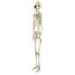 Northlight Seasonal 5ft. Life Size Skeleton Halloween Decoration - image 4