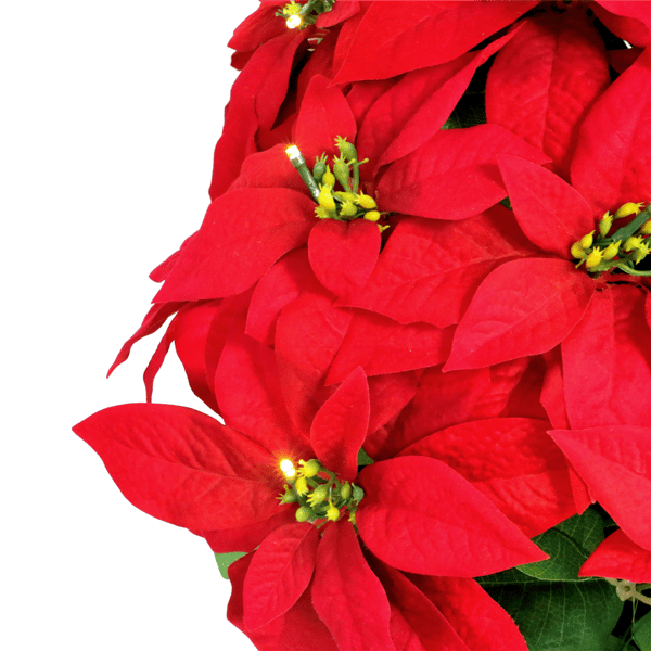 Puleo International 19in. Pre-Lit Potted Red Poinsettias