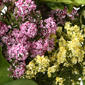 National Tree 22in. Hydrangea Floral Wreath - image 3