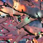 Northlight Seasonal 100 Multi-Colored Mini Christmas Lights - image 3