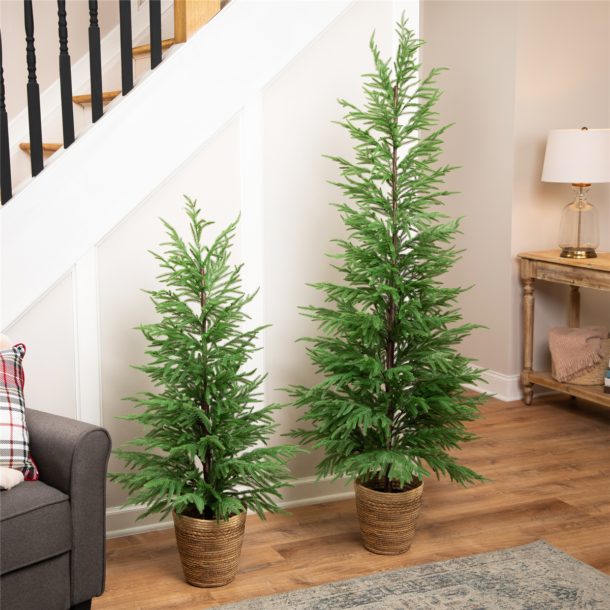 Northlight 6ft. Medium Norfolk Pine Potted Christmas Tree
