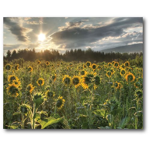 Courtside Market Sunflower Field Wall Art