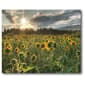 Courtside Market Sunflower Field Wall Art - image 1