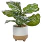 13.5in. Life Like Fiddle Plant - image 1