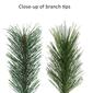 Puleo International 7ft. Pre-Lit Montana Pine Christmas Tree - image 6