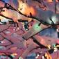 Northlight Seasonal 50 Multi-Colored Mini Christmas Lights - image 3