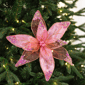 Northlight Glitter & Sequin Poinsettia Clip-on Christmas Ornament - image 1