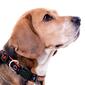 NFL Chicago Bears Dog Collar - image 3