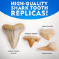 National Geographic Replica Shark Tooth Dig Kit - image 4