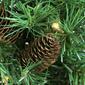 Northlight 2ft. Dakota Red Pine Artificial Christmas Tree - image 2
