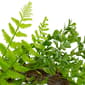 Northlight Seasonal Artificial Fern Leaf Spring Wreath - image 4