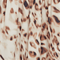 Womens Skye''s the Limit Wild Romance V-Neck Cheetah Blouse - image 6