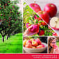 Yankee Candle&#174; 3 Wick Macintosh Candle - image 3