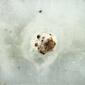 Cosset Toning Therapy Bath Marble - image 4