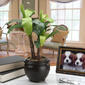 National Tree 18in. Banana Plant - image 2