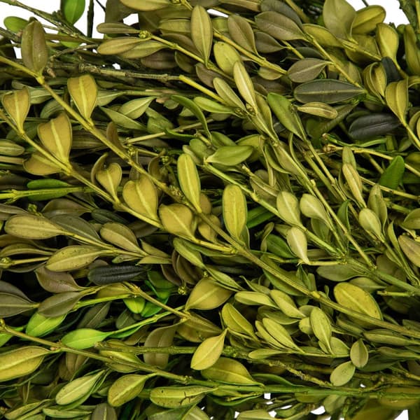 Northlight Seasonal 15in. Artificial Green Foliage Spring Wreath