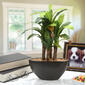 National Tree 16in. Banana Plant - image 2