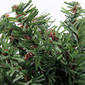 Northlight Seasonal Mini Pine Artificial Christmas Wreath - image 2