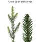 Puleo International 6.5ft. Pre-Lit Alberta Spruce Christmas Tree - image 6