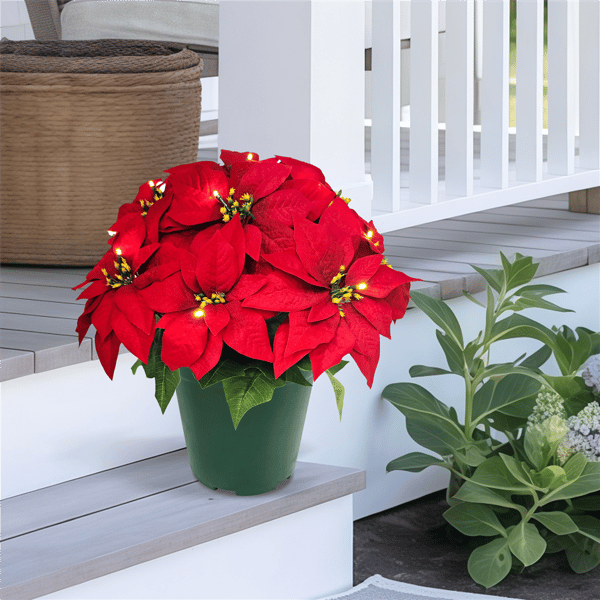 Puleo International 22in. Pre-Lit Potted Red Poinsettias