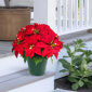 Puleo International 22in. Pre-Lit Potted Red Poinsettias - image 3
