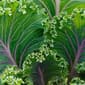 Superfoods Kale Damage Detox Conditioner - image 2