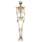 Northlight Seasonal 5ft. Life Size Skeleton Halloween Decoration - image 1