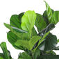 Northlight Seasonal 4ft. Unlit Artificial Fiddle Leaf Fig Tree - image 4
