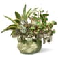 National Tree 10in. Potted Plant - image 1