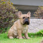 Hi-Line Gift Squatting French Bulldog Garden Statue - image 7